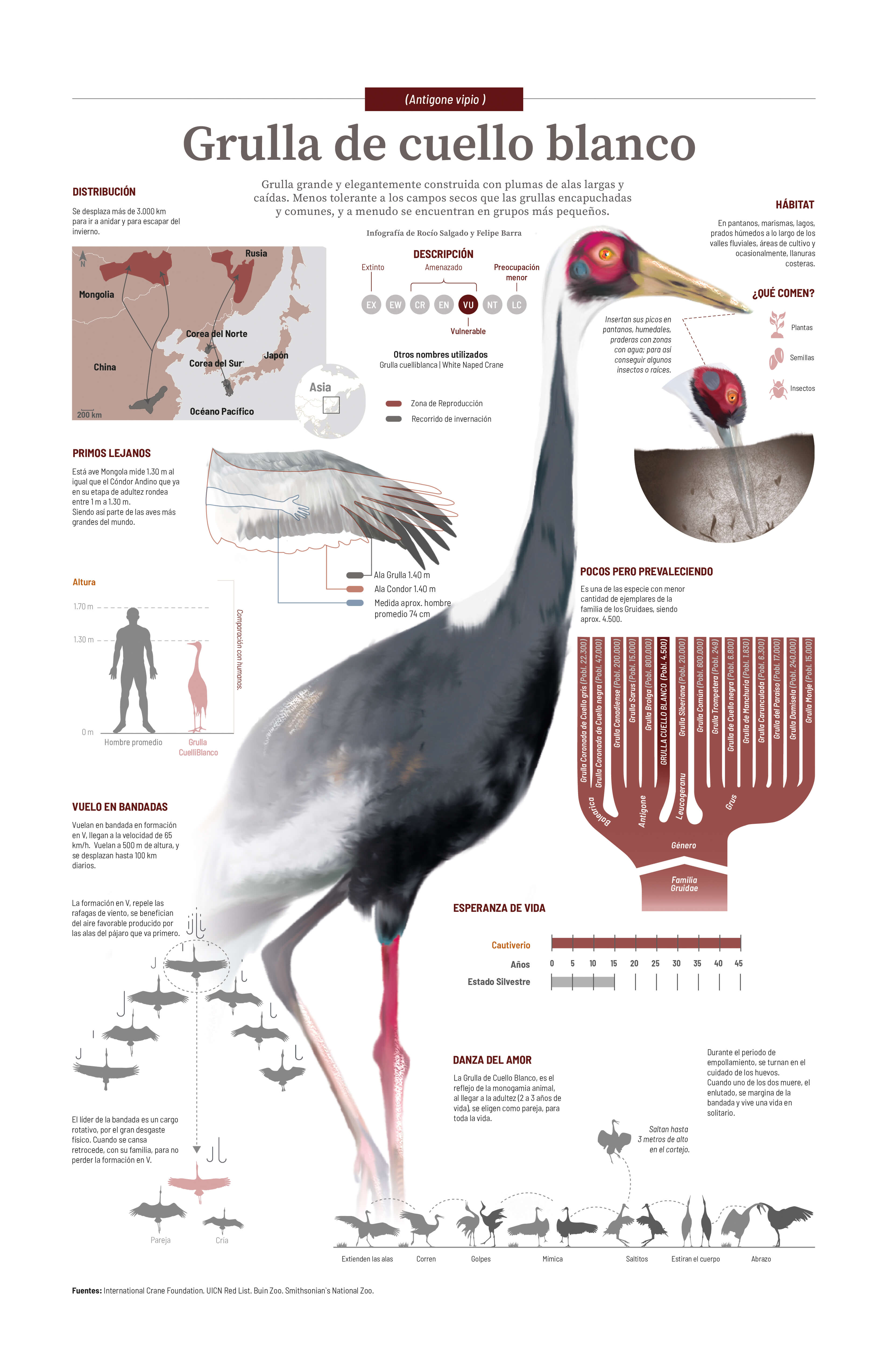 infografía impresa pequeña